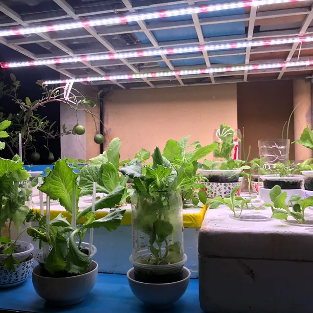 dàn xà lách xanh non trong nhà