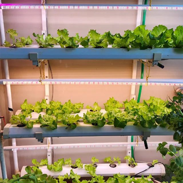 rau sạch đến tuổi thu hoạch