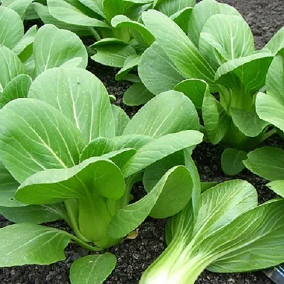 rau cải xanh mướt nhờ bón phân hữu cơ lỏng