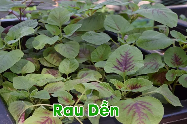 Mùa Thu Trồng Rau Gì ? rau den xanh den do