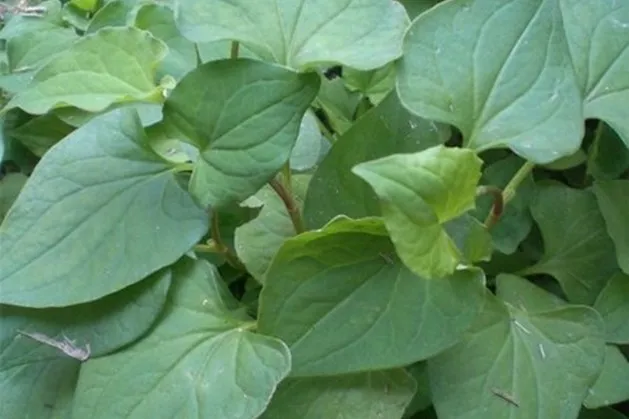 Rau diếp cá trị bệnh