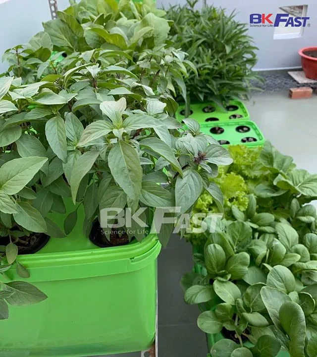 Rau thơm trồng theo phương pháp thủy canh