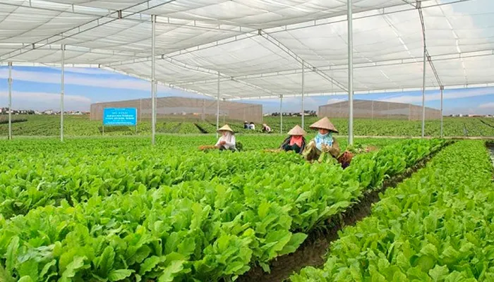 Hình minh họa khái niệm mầm thực vật xanh bứt phá vươn lên từ lớp giá thể tự nhiên