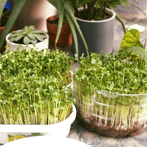 Thu hoạch rau mầm sạch trồng bằng phương pháp mụn dừa xử lý