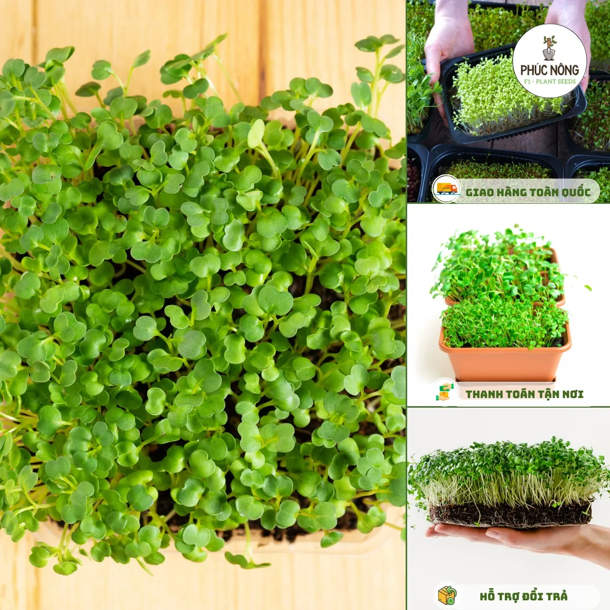 Rau mầm cải ngọt