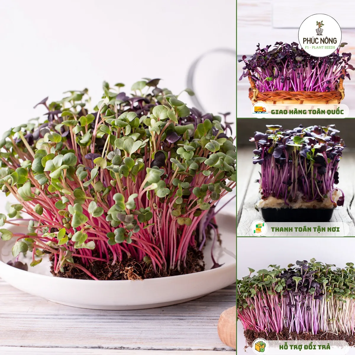 Rau mầm củ cải đỏ chứa nhiều dưỡng chất