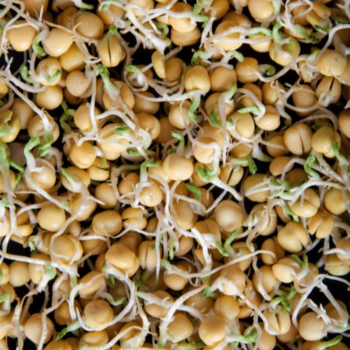 Mầm đậu Hà Lan giai đoạn 5 ngày sau gieo, thân cao 5-6cm, lá còn nhỏ