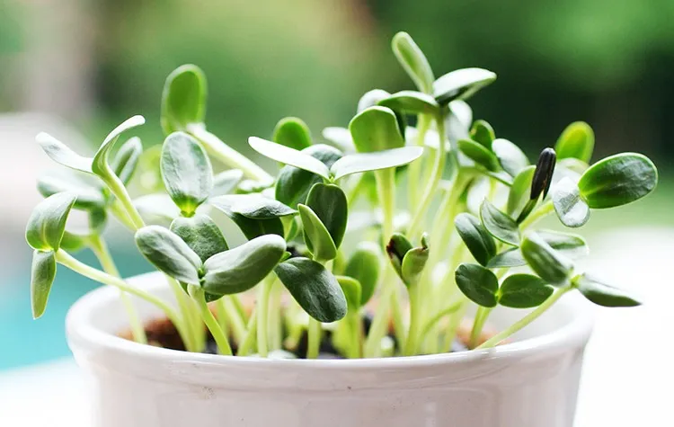 Cách lựa chọn hạt giống tốt