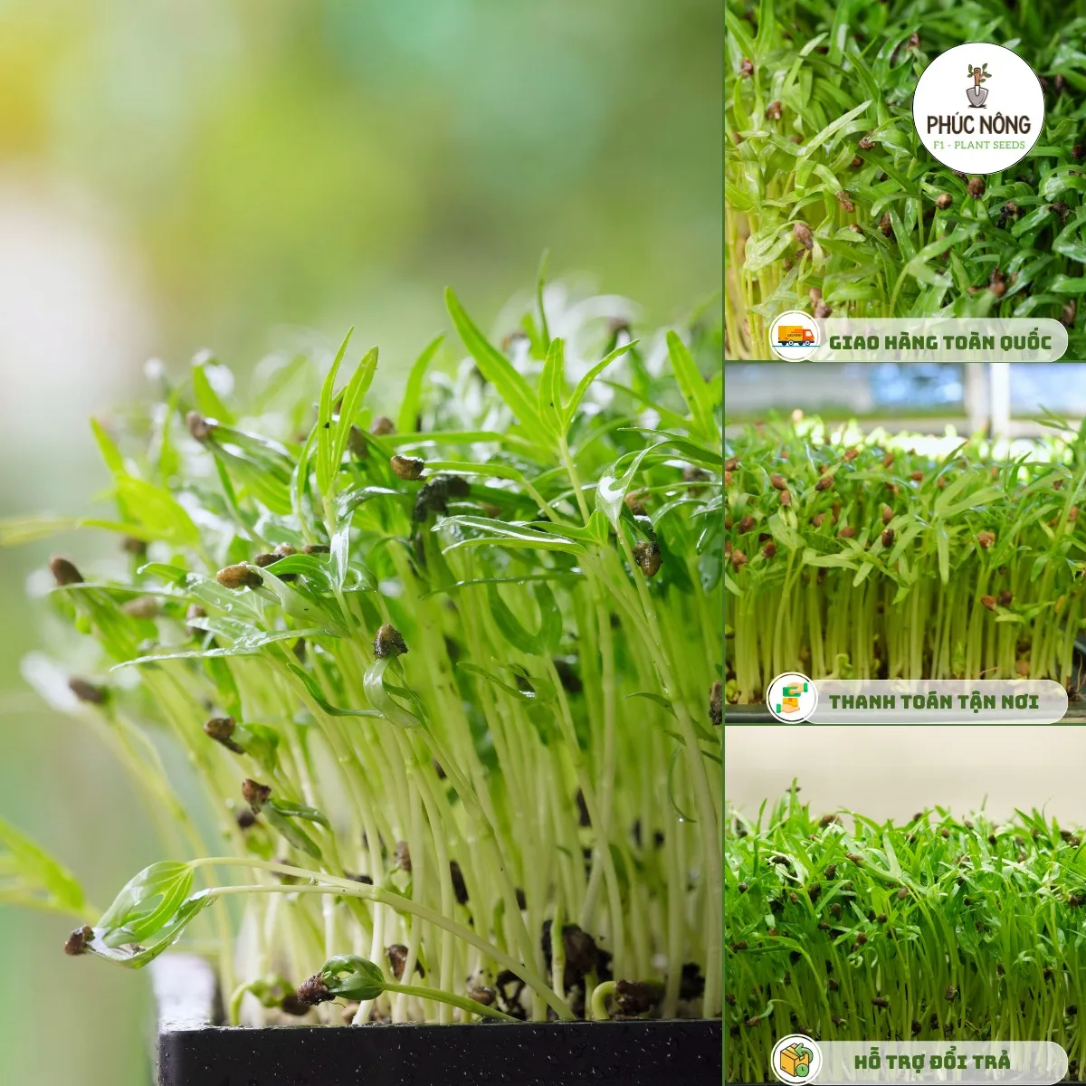 Trồng Rau mầm rau muống tại nhà