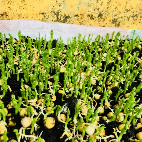 Trồng rau mầm trong thùng xốp tận dụng không gian ban công phố thị