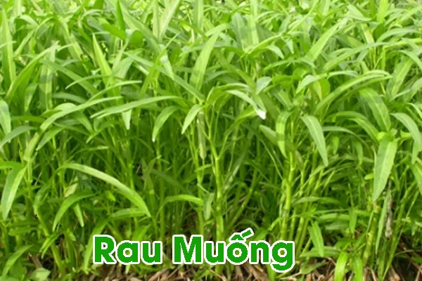 Mùa Thu Trồng Rau Gì ? rau muong