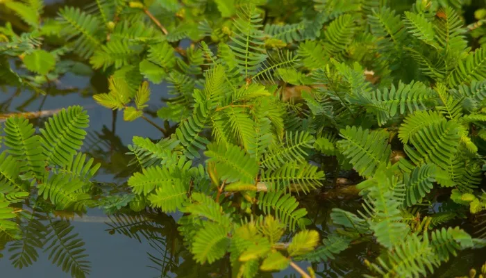 Thu hoạch rau nhút đúng kỹ thuật