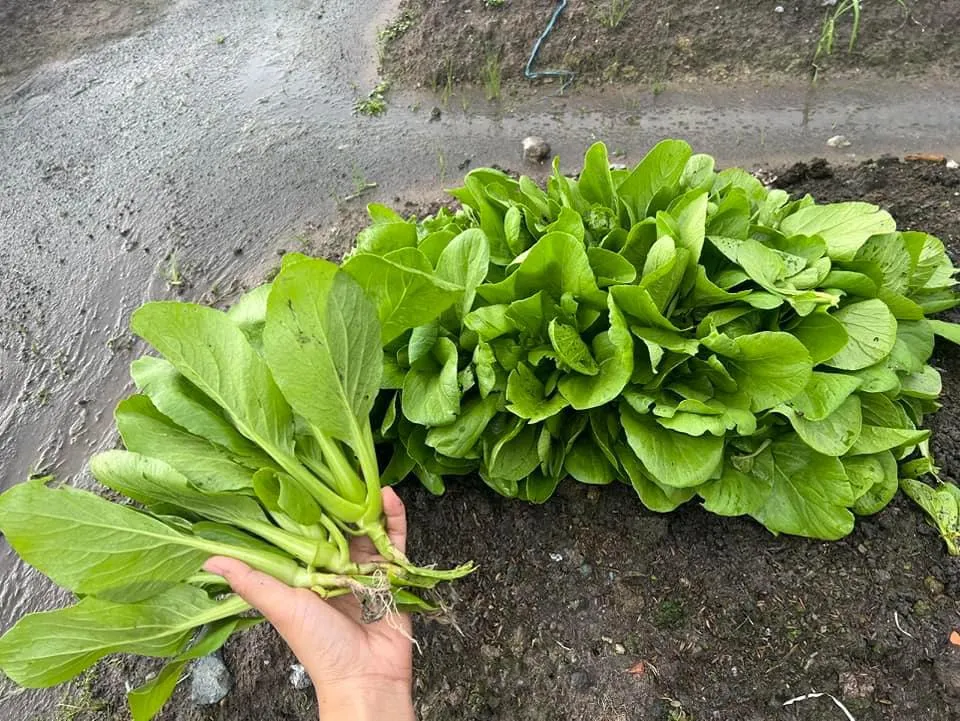 Rau sạch được trồng trên nền đất hữu cơ đạt chuẩn chất lượng