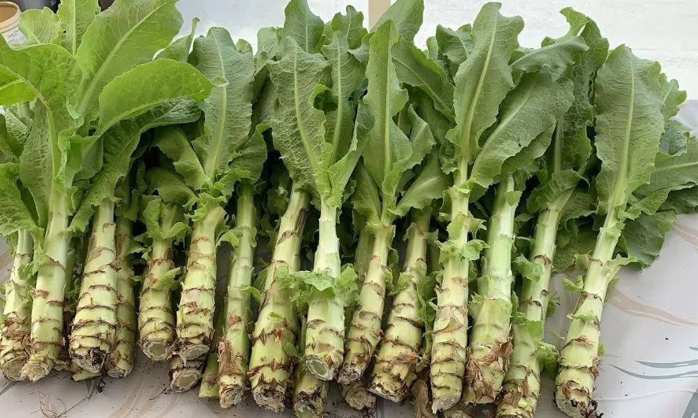 Giá thể trồng rau tiến vua với xơ dừa và đất mùn