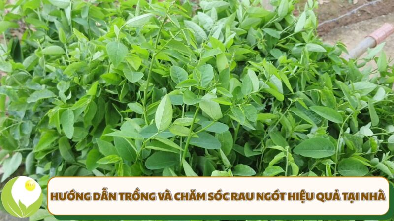 Hướng Dẫn Chi Tiết Cách Trồng Cây Rau Ngót Tại Nhà Hiệu Quả Nhất