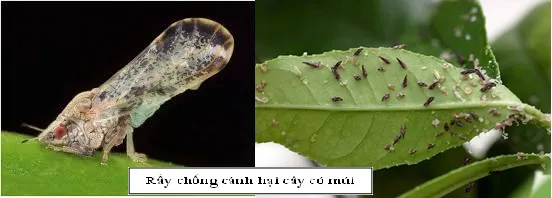 Rầy chổng cánh bám trên đọt non