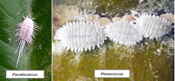 Rệp sáp bông bao phủ quả non