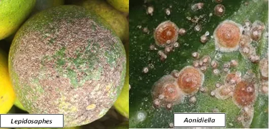 Rệp sáp gây hại trên cành cây