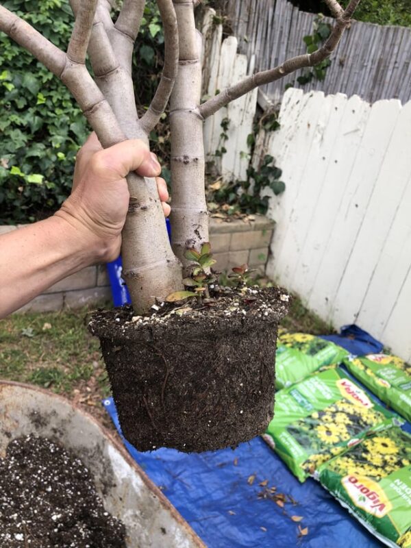 Đất Trồng Cây Trong Chậu: Bí Quyết Giúp Cây Khỏe Mạnh & Phát Triển Toàn Diện