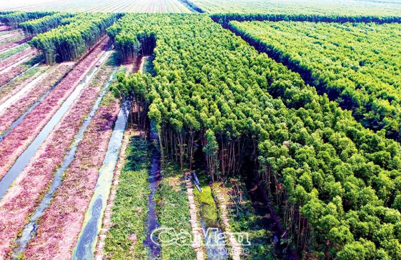 Giống Cây Trồng Bình Định: Nguồn Cung Ứng Chất Lượng Từ Trung Tâm Uy Tín