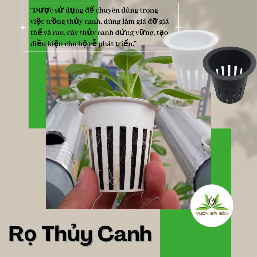 Ro Thuy Canh Trong Rau (1)