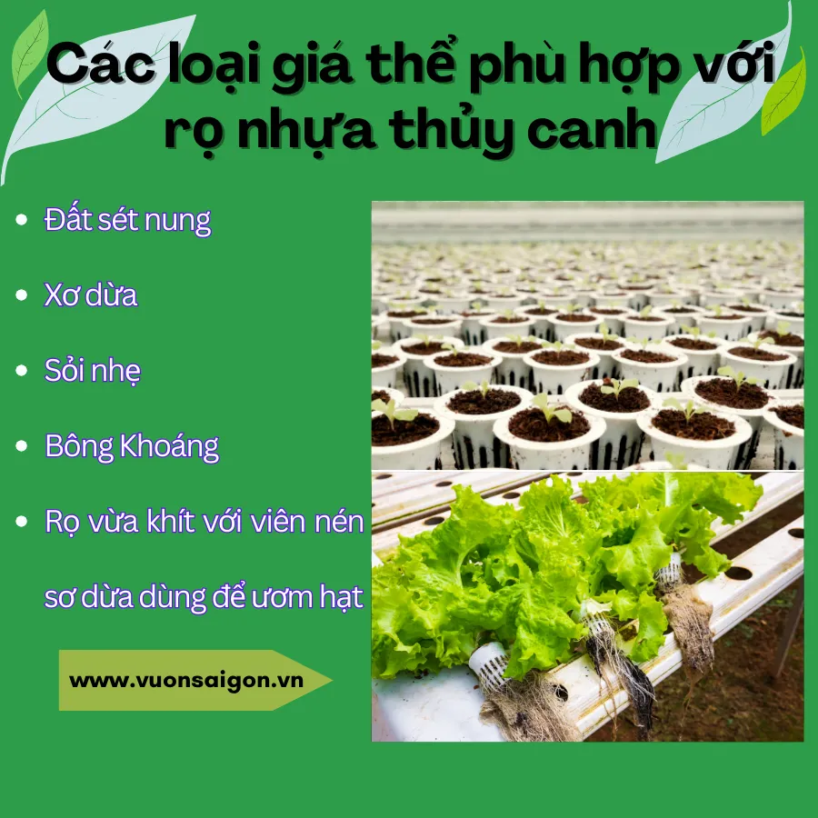 Ro Thuy Canh Trong Rau (2)