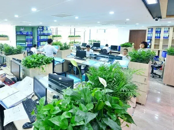 công ty cung cấp cây cảnh