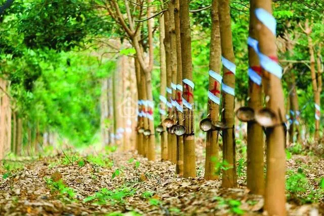 Đất trồng cây lâu năm là gì?