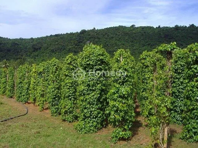 Những rủi ro khi mua đất trồng cây lâu năm