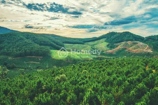 Có nên mua đất trồng cây lâu năm không?