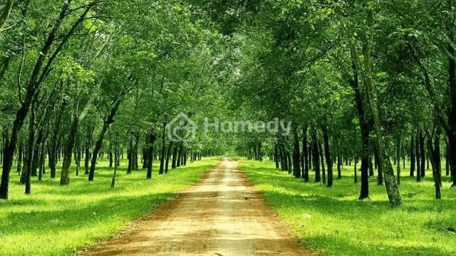 Kinh nghiệm mua đất trồng cây lâu năm an toàn, giá tốt