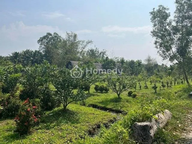 Thời điểm thích hợp để mua đất trồng cây lâu năm