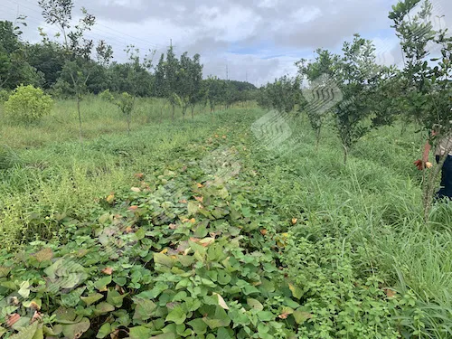 Vườn khoai lang bị nhiễm nấm thối gốc với lá chuyển màu tím và vàng