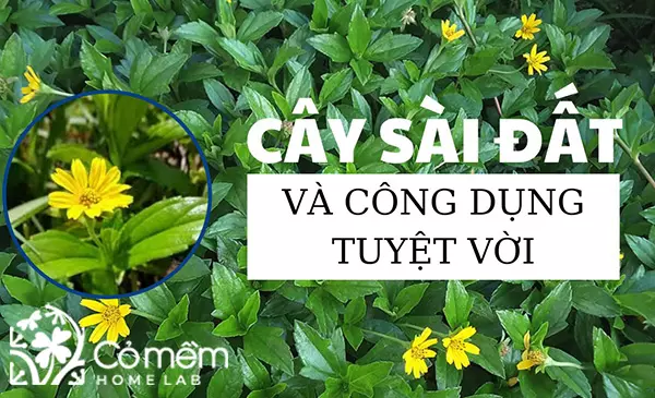 Cây Sài Đất Hoa Trắng: Nhận Diện, Công Dụng Và Lưu Ý Khi Sử Dụng