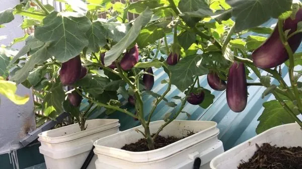 nhung-sai-lam-khi-tron-dat-trong-rau-an-qua-tai-nha