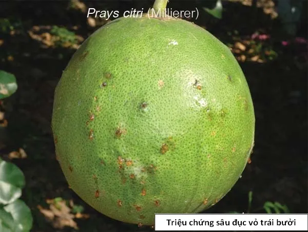 Quả bưởi bị sâu đục vỏ làm u sần
