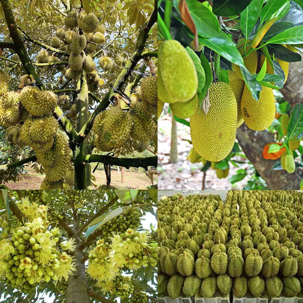 Vườn sầu riêng và mít cho năng suất cao nhờ chế độ dinh dưỡng hợp lý