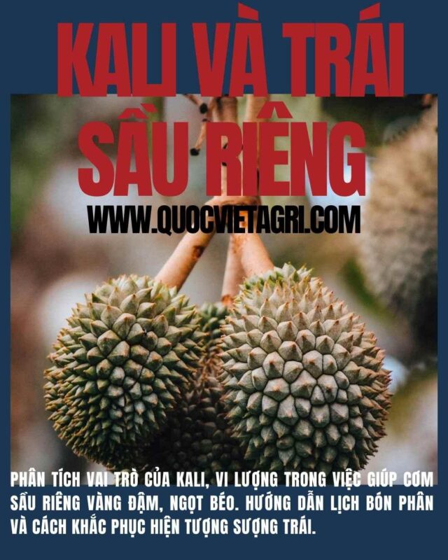 Vai Trò Của Phân Bón Đối Với Cây Trồng: Hướng Dẫn Chi Tiết Từ Chuyên Gia