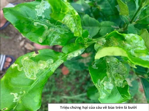 Tình trạng lá biến dạng do sâu vẽ bùa