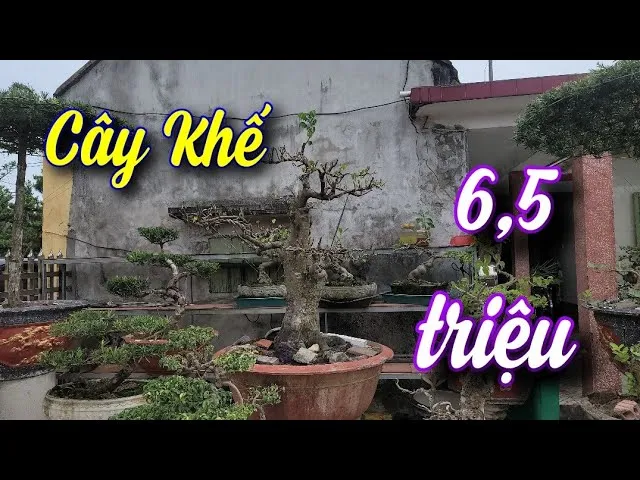 Cây khế bon sai đẹp - Cần chú ý ánh sáng cho cây