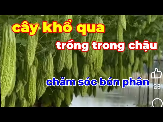 Cách Chăm Sóc Cây Bầu Trong Chậu Để Ra Quả Sai Trĩu Lành