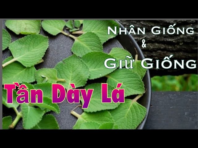 Bí Quyết Nhân Giống Cây Kim Tiền Bằng Cành Thành Công Dễ Dàng