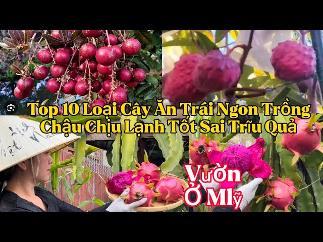 10 Loại Cây Ăn Quả Dễ Trồng Cho Vườn Nhà Việt