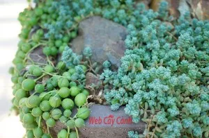 sedum-hoa-hong-1
