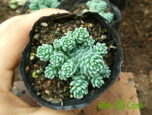 sedum-hoa-hong-2