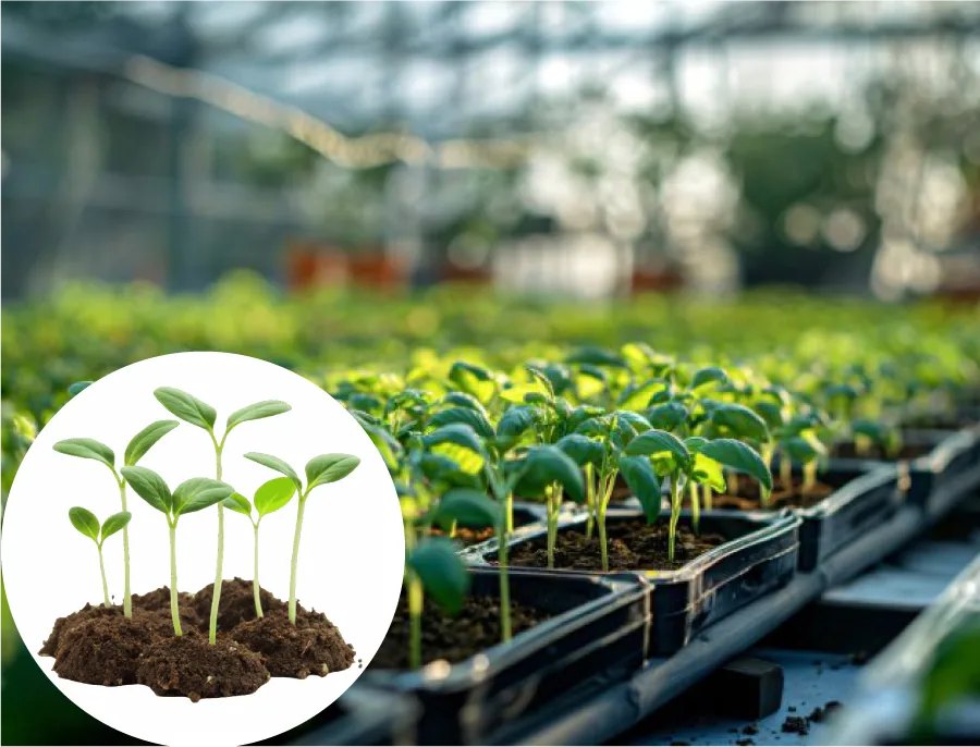 Giá thể peatmoss gieo hạt giúp tăng tỷ lệ nảy mầm và phát triển đồng đều