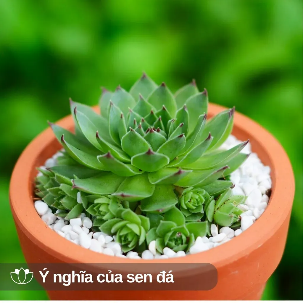 Sen đá còn mang ý nghĩa về sự bình an, điềm lành cho người sở hữu bởi các lá cây thường xếp thành những bông hoa sen giống như đài sen mà Phật Quan Âm hay ngồi.