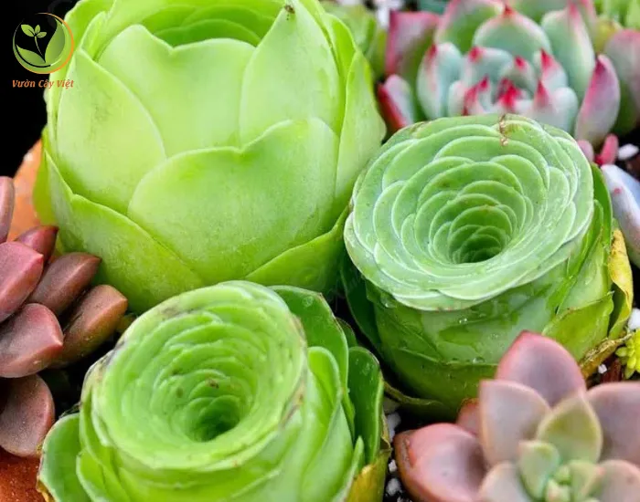 Cận cảnh cấu trúc lá xếp tầng của sen đá hoa hồng xanh