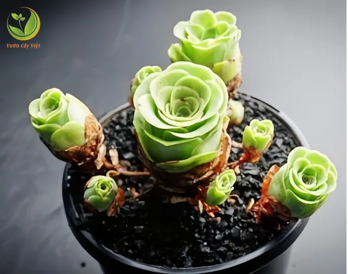 Tạo điểm nhấn không gian với sen đá hoa hồng xanh