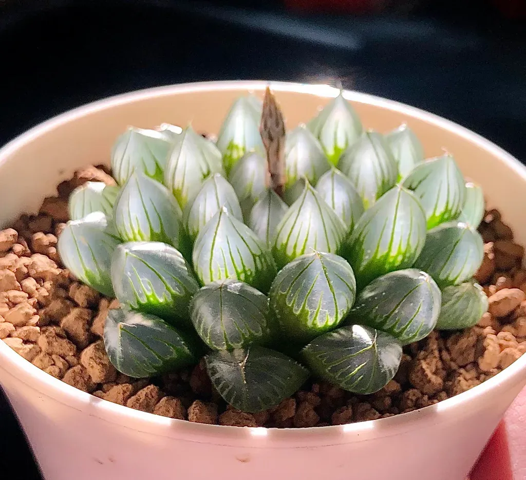 Sen đá kim cương có màu trong óng ánh